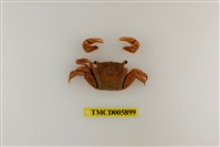 藏品(雙齒近相手蟹)的圖片